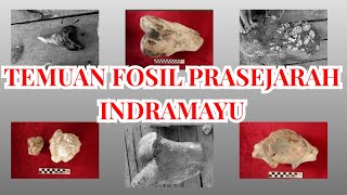 JELAJAH DERMAYU - TEMUAN FOSIL PRASEJARAH INDRAMAYU