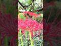 彼岸花【曼珠沙華】(red spider lily) #shorts #nature #spiderlily