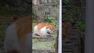 View Best Cantabria 96 - Gato (Laredo)