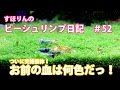 【水槽アクアリウム】ついに出た交雑個体！お前の血は何色だっ！【ビーシュリンプ】