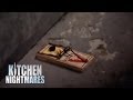 Gordon Shuts Down Roach-Infested Kitchen! | Kitchen Nightmares