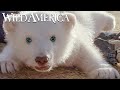 Wild America | S5 E3 Cute As A Cub | Full Episode HD