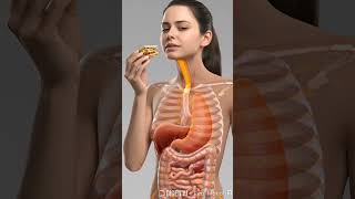 "Digestive System Science Model | Human Anatomy 3D"#shorts#DigestiveSystem #femalebody #mukbang
