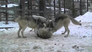 キナコはジェイに何を訴える？~Wolf Pack at the Maruyama Zoo