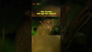 the Tarsier and eye for camera #animals #shorts #sea #cat #fishing