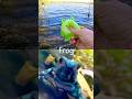 Kids Learn | Animal Names at the Lake: Frog Giraffe Fox Flamingo Zebra