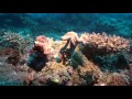 HD1080i Diving in Fiji Island August 2015 Part1