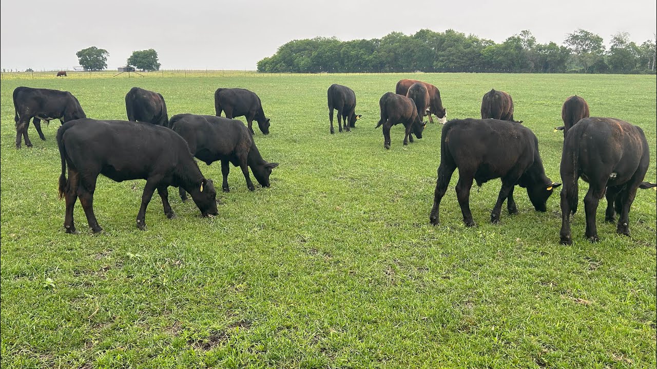 Making a Big Change in Stocker Cattle Plans YouTube
