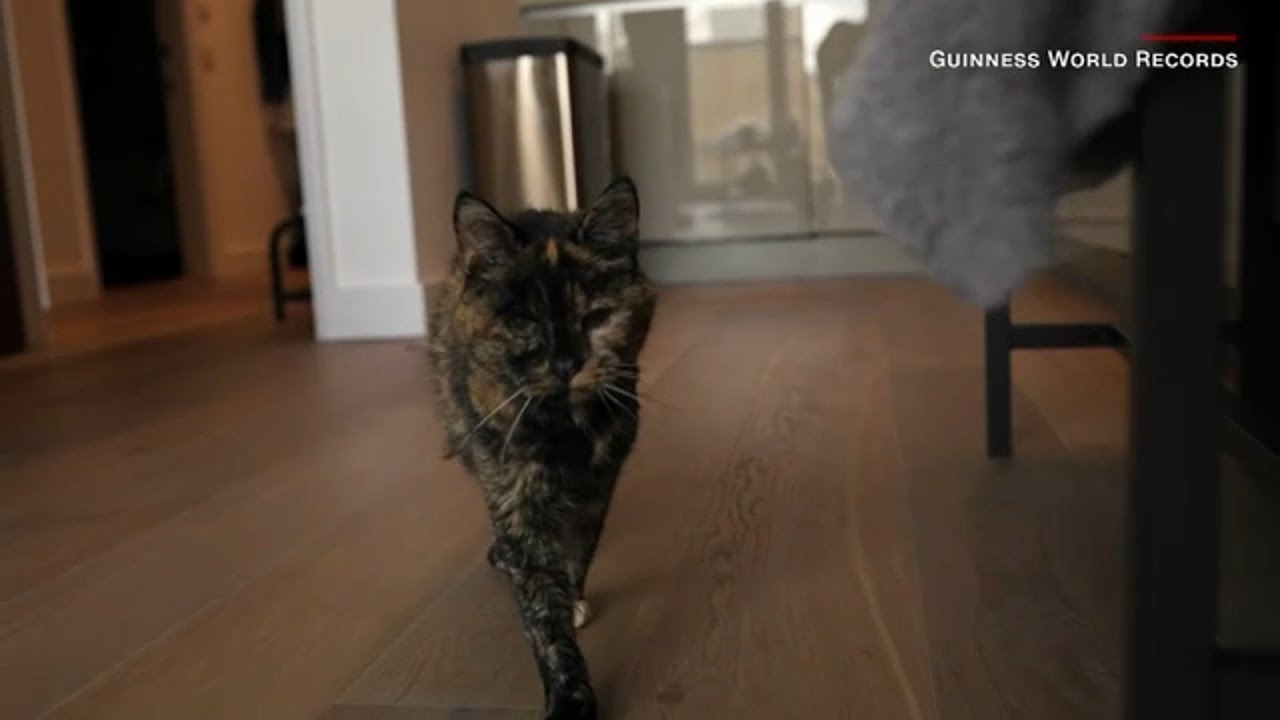 Flossie The Cat Crowned The World s Oldest Living Cat At Nearly 27 