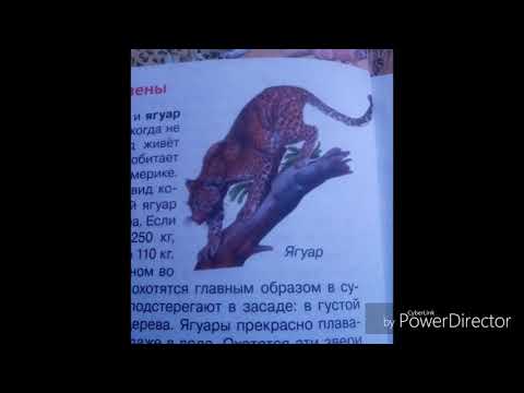 Книжка о кошек 🐱🐈🐱