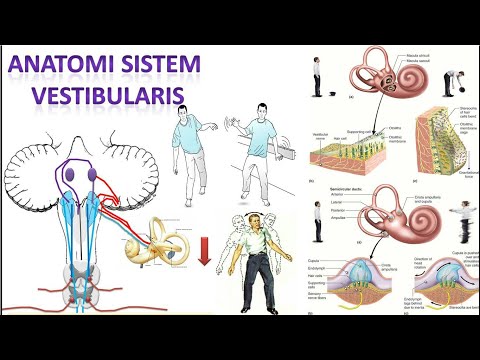 Video 47 Anatomi Sistem Vestibular Dan Jaras Vestibuloserebelum