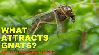 What Attracts Gnats? | Why are Gnats Attracted to Me?