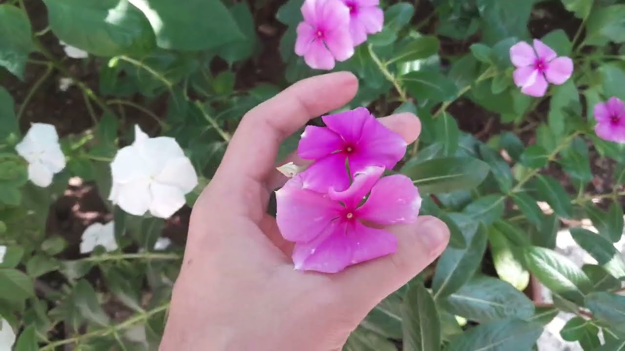 1 Temmuz 2023 / Hatay İskenderun bahçedeki bitkiler (Babaannemin Bahçesi)