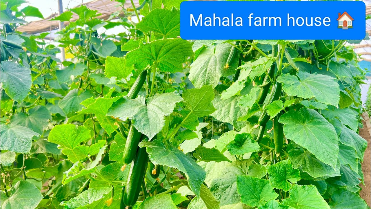 पॉलीहाउस में किता पानी देना चाहिए?? polihouse ma kbb net kholni chiya ..Mahala farm house 🏠