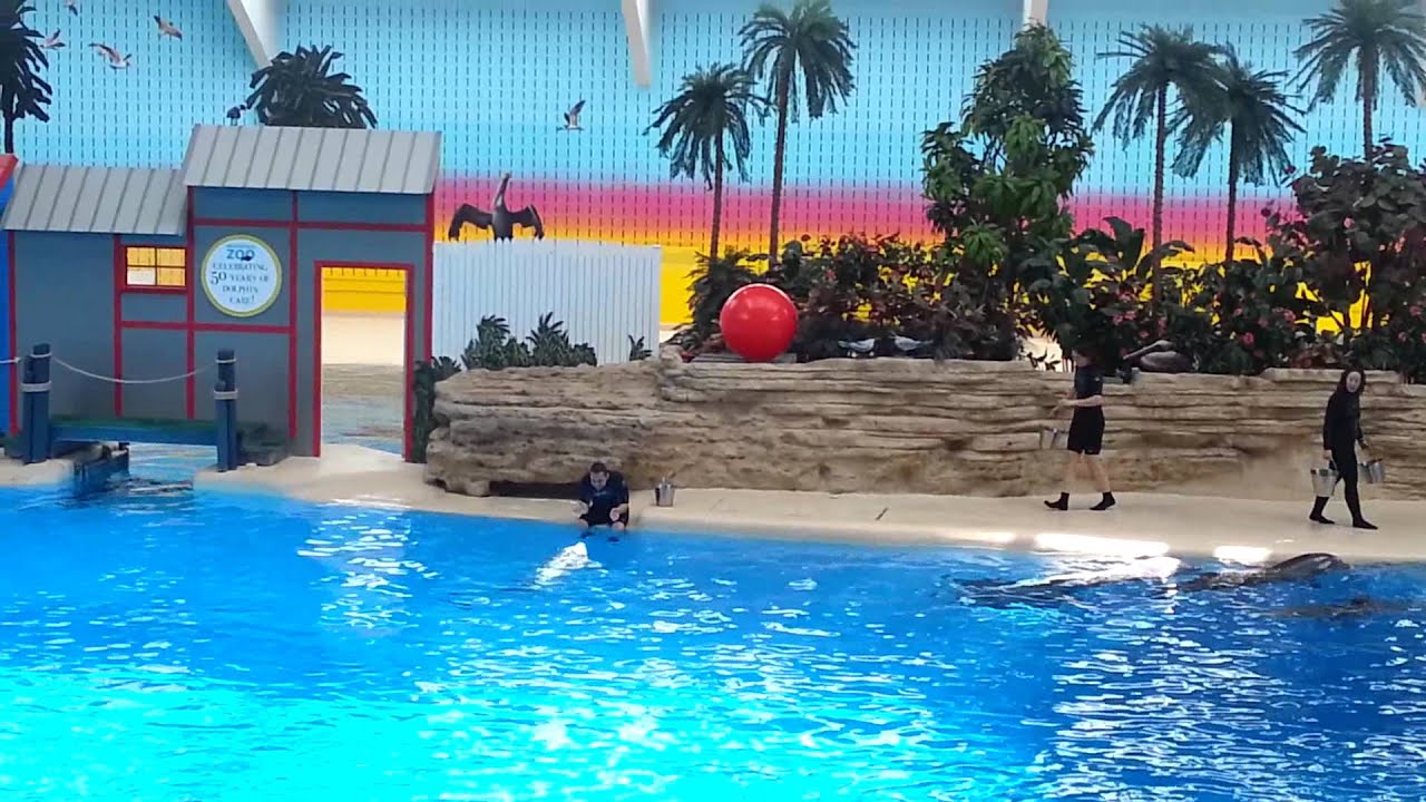 Dolphin Show *Brookfield Zoo* - YouTube