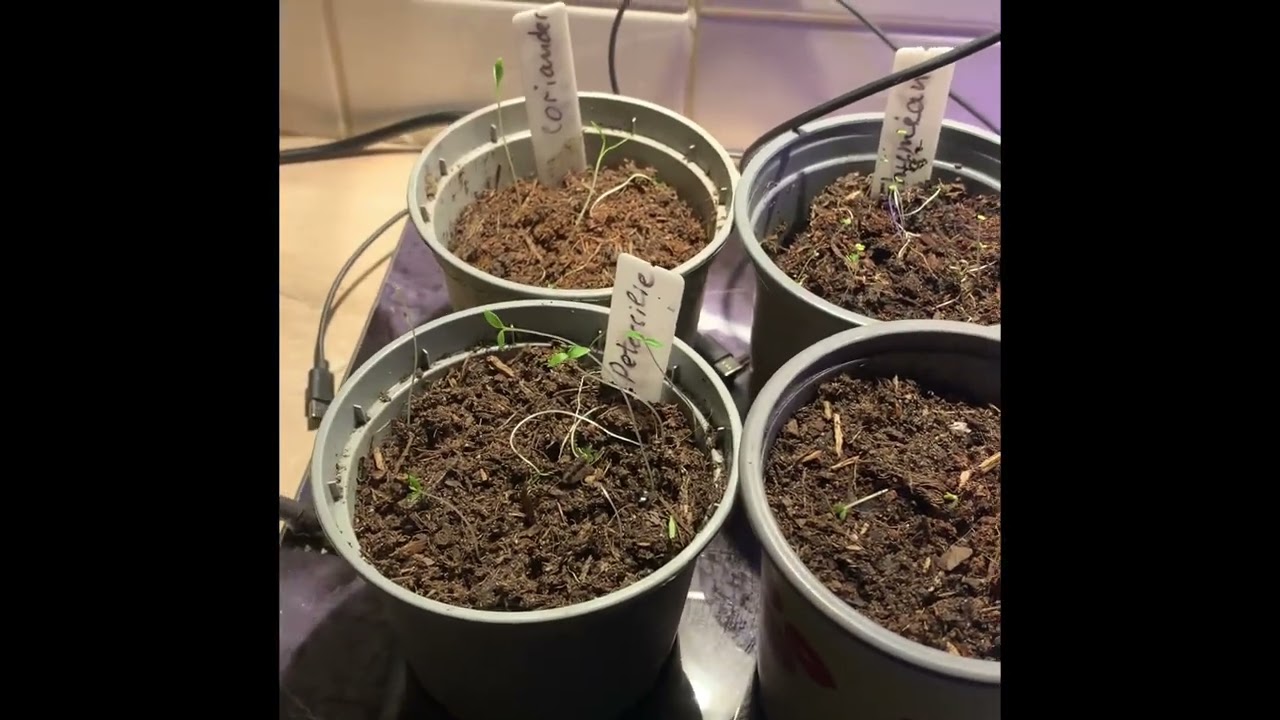 Рассада помидоров, пряных трав зимой и я: мои эпические провалы 😱🤣🤭🫣