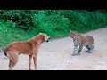 Леопард Чайнаб Ташлади! Леопард Итга Карши | Хайвонлар Жанги