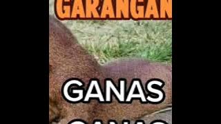 Garangan ganas