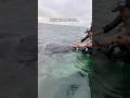POV: You meet a baby whale #whale #ocean #pov
