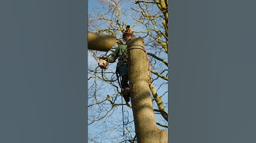 Dead Beech Stem Removal. #arborist #treework #chainsaw #deadtree