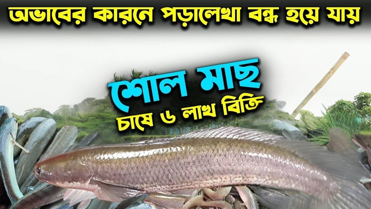 দেশি শোল চাষে ভাগ্য বদল | শোল মাছ চাষ করে লাখপতি! পোনা কিনতে যোগাযোগ 01713572119
