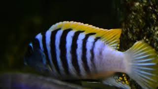 Metriaclima Pyrsonotos Nakantenga