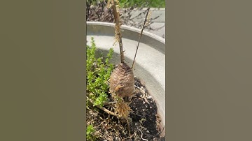 Praying Mantis Egg Sac Hatches || ViralHog