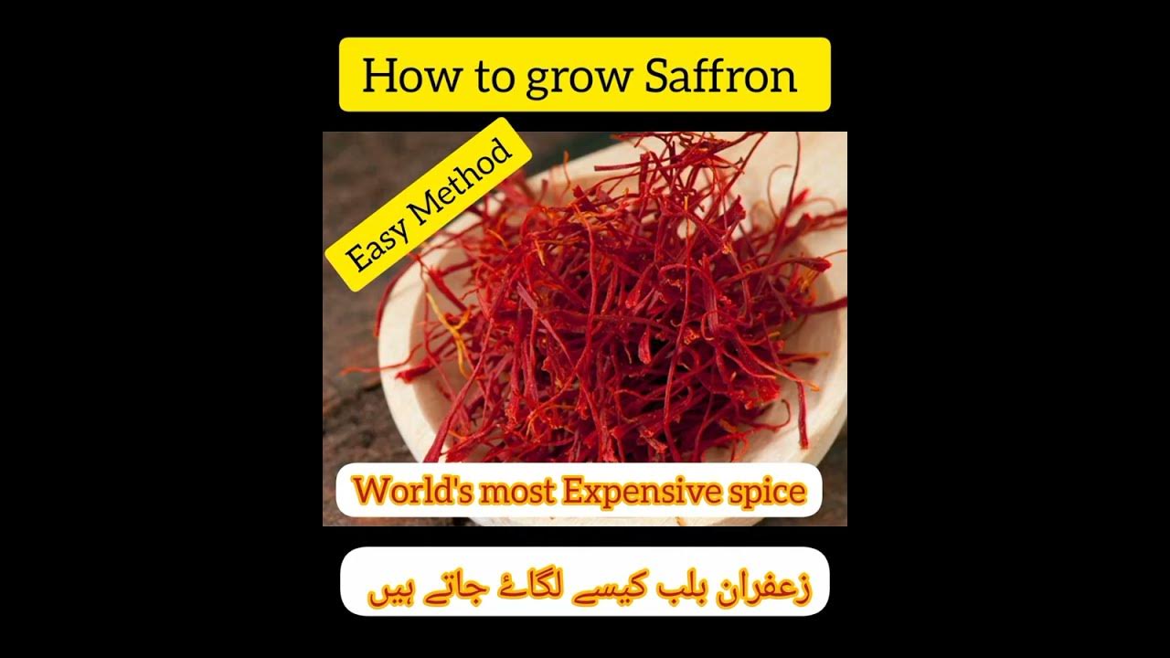 How to grow Saffron bulbs YouTube