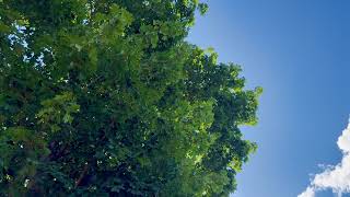 Calming Summer Tree & Blue Sky for Anxious Pets 🌳 | Green Leaves & Clouds | Dog & Cat Relaxation TV screenshot 4