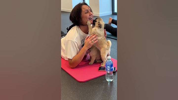 Puppy Invasion: Yoga Class Chaos #viralvideo #viral #funny