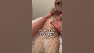 Felt a weird bump on our cat #cat #shorts