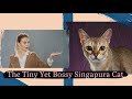 The Tiny Yet Bossy Singapura Cat の動画、YouTube動画。