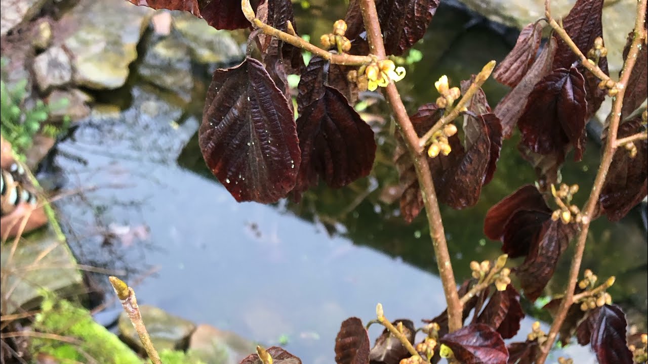 Late winter plans for allotment