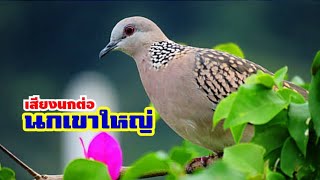 🐦เสียงนกเขาใหญ่ เสียงต่อ..ที่นกเขาป่าชอบมาก เข้าเร็วจริง🕊️