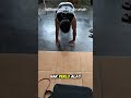 latihan push up si rumah #shortvideo #olahraga