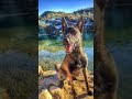 🤩🤩 #malinois #dogsofyoutube #shortsdog #chien #belgianmalinois