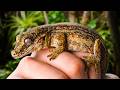 Creating a Mansion for an Adopted Gargoyle Gecko (Giant Bioactive Build)