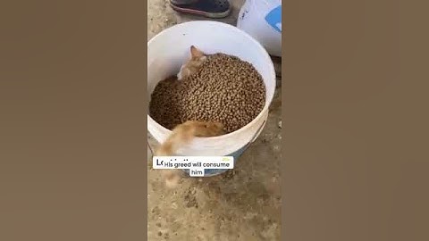 His greed will consume him