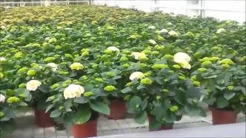 Eran Alon Netafim dosing system   NETAFLEX 3G 2014