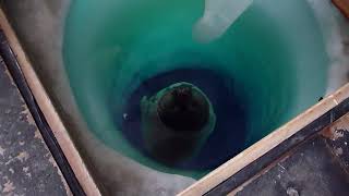 Weddell Seal breathing through dive hole in McMurdo, Antarctica