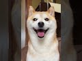 満面の笑顔で構ってくれないかなぁと考える柴犬 #柴犬 #shibainu