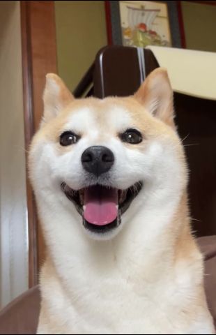 満面の笑顔で構ってくれないかなぁと考える柴犬 #柴犬 #shibainu
