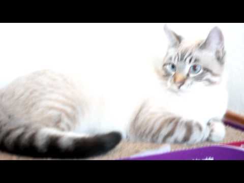 grandes ojos azules gatito большие голубые глаза котенка