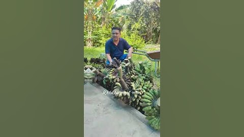 TÌNH ANH BÁN CHUỐI SÁP, Long Hưng, Châu Thành, Tiền Giang.😜