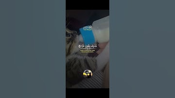 القرآن الكريم حياة القلوب 💕 🩺 #explore #cat #foryou #cute #بوينا🐾🌸