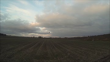 MSH Brain rescue test