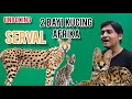 Unboxing Kucing Afrika - Serval Cat as Pet - Wildcat