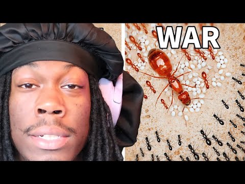HONEY = STRENGHT!! | OgMk REACTS to Simulating an Ant Colony for 1000 Days
