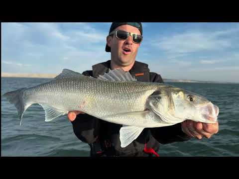 Je viens de BATTRE mon RECORD bar avec un shad.(Pêche en Mer du bar au leurre)avec AMINIAKK FISHING
