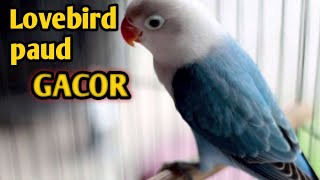 Lovebird paud gacor cocok buat masteran paud anda